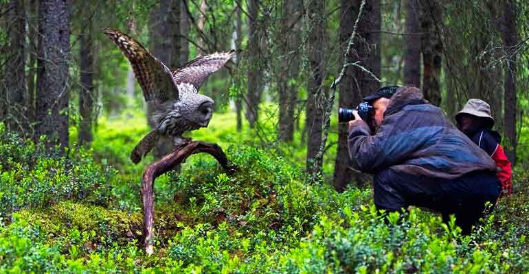 Wildlife Photography