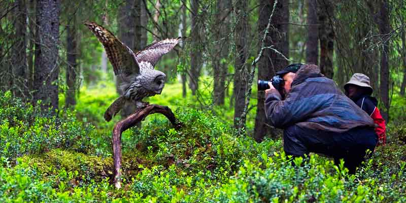 Through the Lens of the Wild: A Safari into Nature’s Beauty